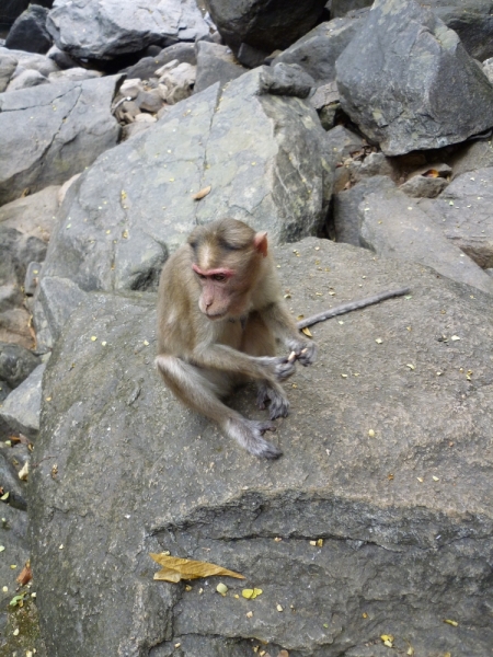 Ёжик in туман