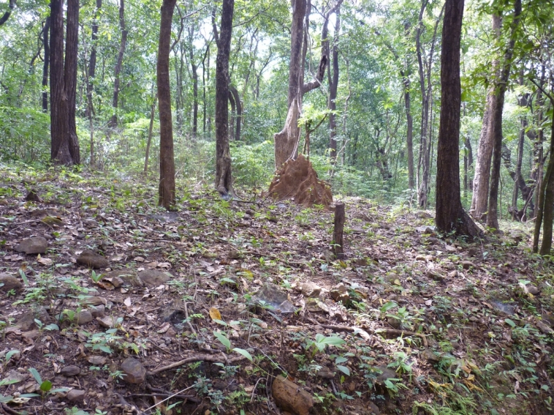 Ёжик in туман