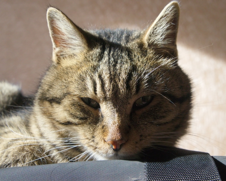 Поговорим о кошках31