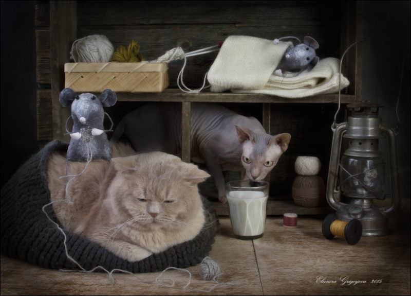 Поговорим о кошках31