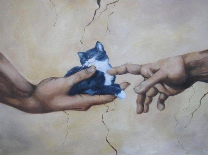 Поговорим о кошках31