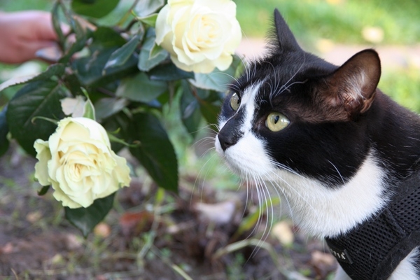 Поговорим о кошках31