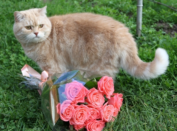 Поговорим о кошках31