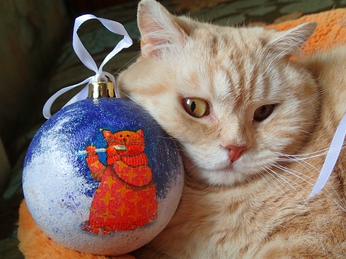 Поговорим о кошках31