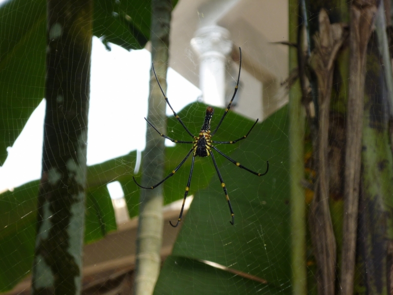 Ёжик in туман