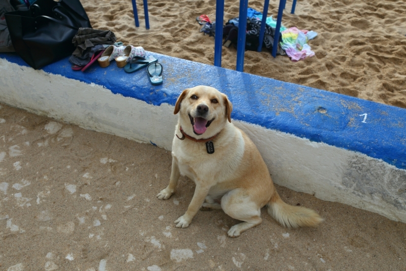 Две недели в Португалии: Лиссабон + Эрисейра. Сентябрь 2014 г. (Много фото)