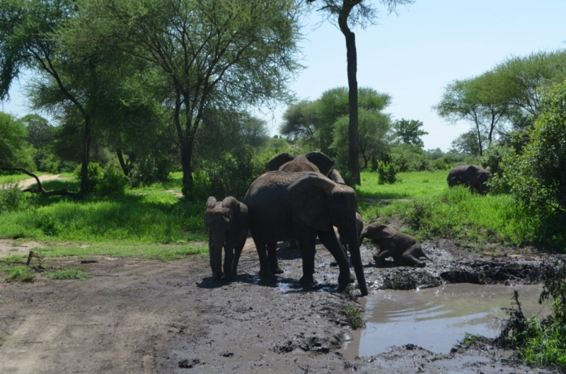 Танзания-Занзибар, январь 2015