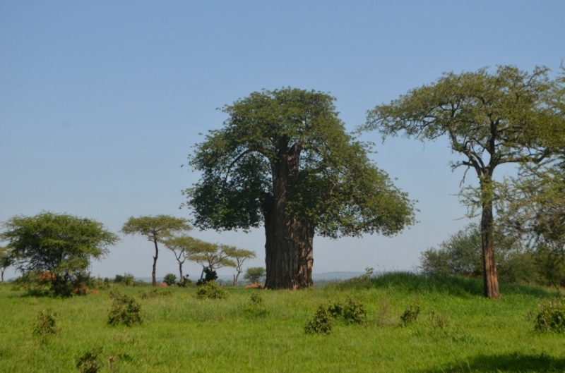 Танзания-Занзибар, январь 2015