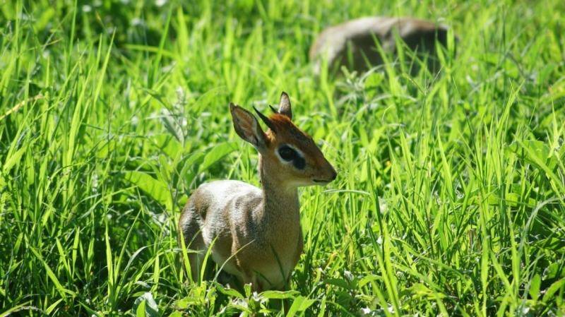 Танзания-Занзибар, январь 2015