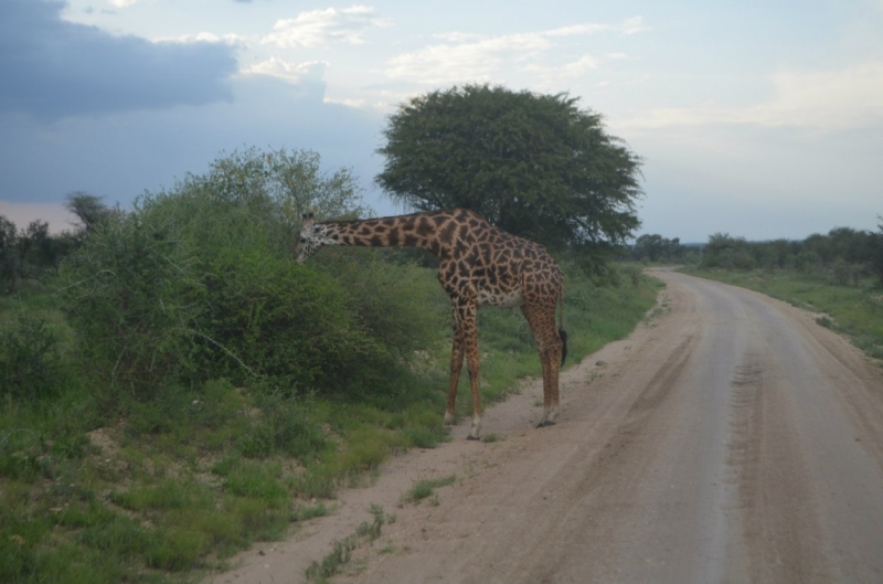 Танзания-Занзибар, январь 2015
