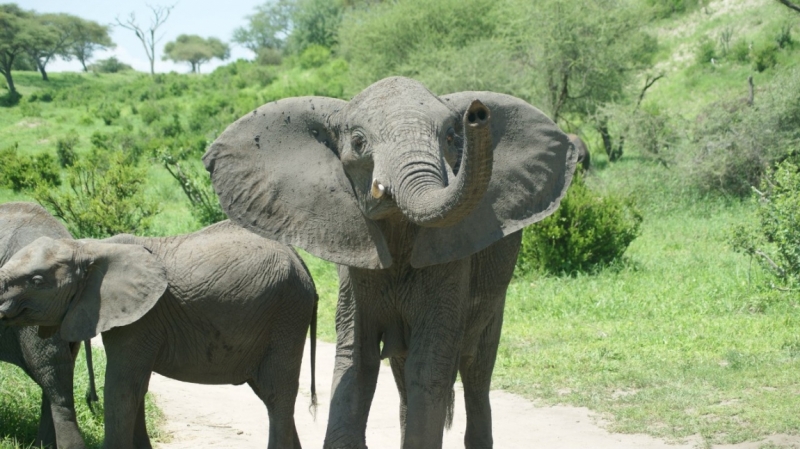 Танзания-Занзибар, январь 2015