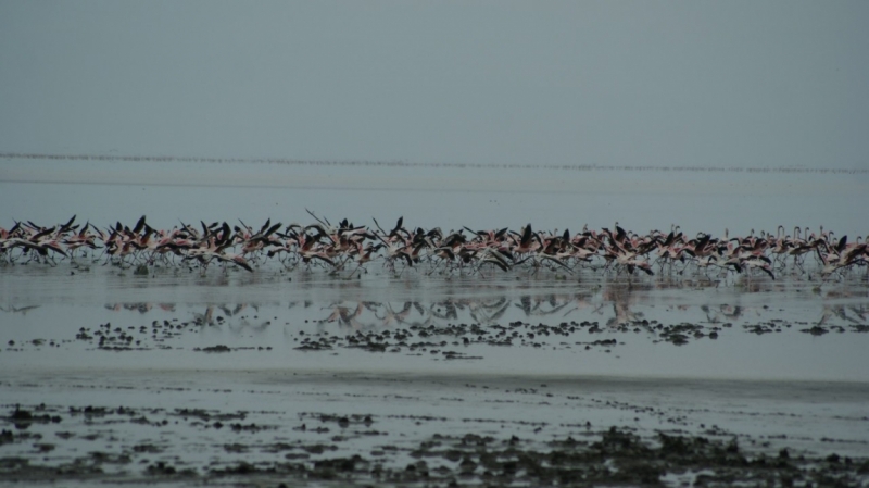 Танзания-Занзибар, январь 2015