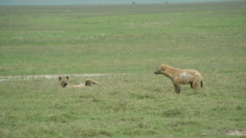 Танзания-Занзибар, январь 2015
