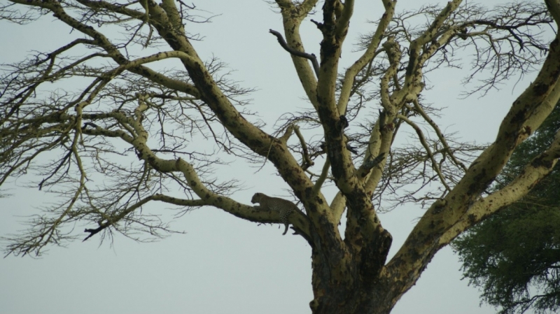 Танзания-Занзибар, январь 2015