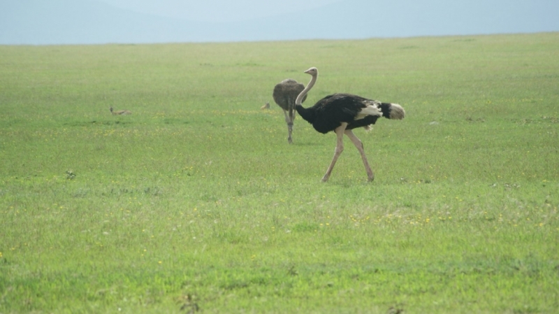 Танзания-Занзибар, январь 2015
