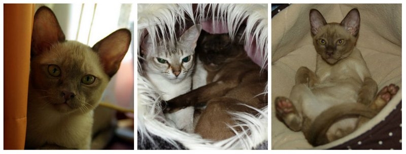 Поговорим о кошках31