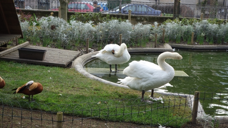 Птицы в фотографиях из путешествий