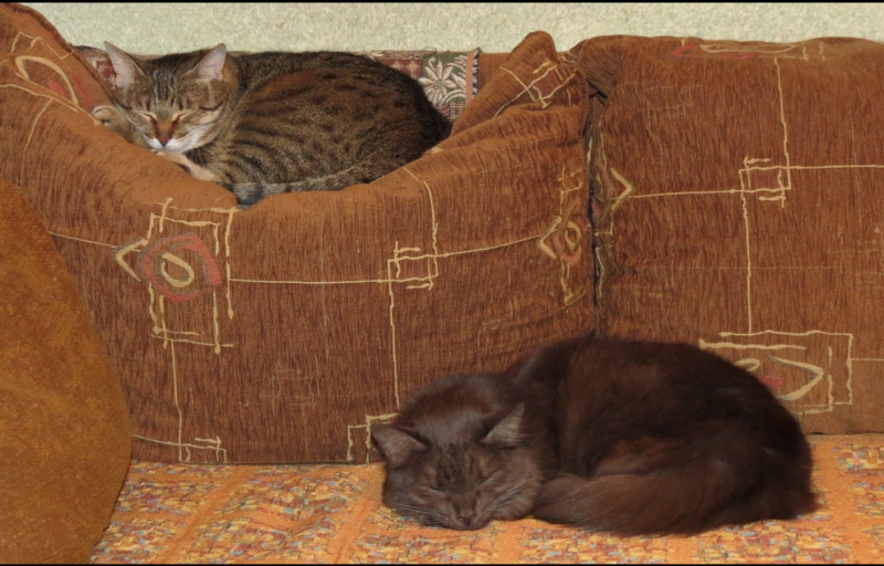 Поговорим о кошках31