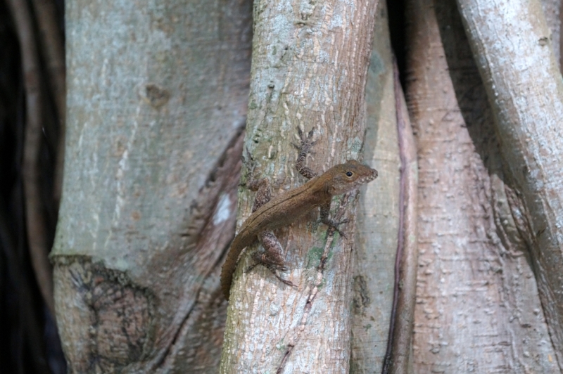 Перворазники на Карибах: круиз на P&O Ventura