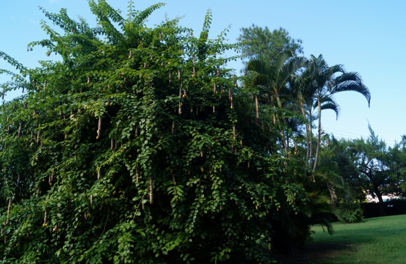 Перворазники на Карибах: круиз на P&O Ventura