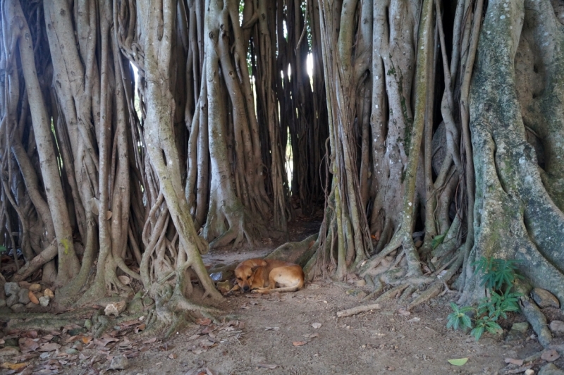 Перворазники на Карибах: круиз на P&O Ventura