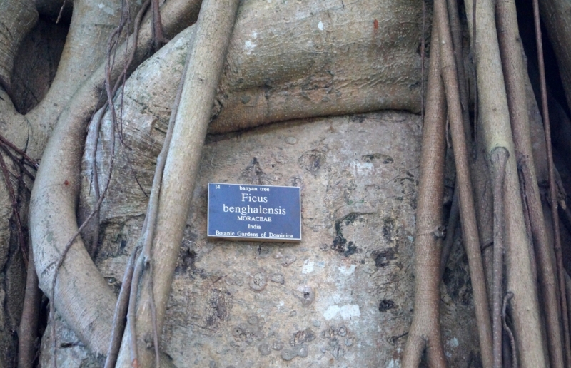 Перворазники на Карибах: круиз на P&O Ventura