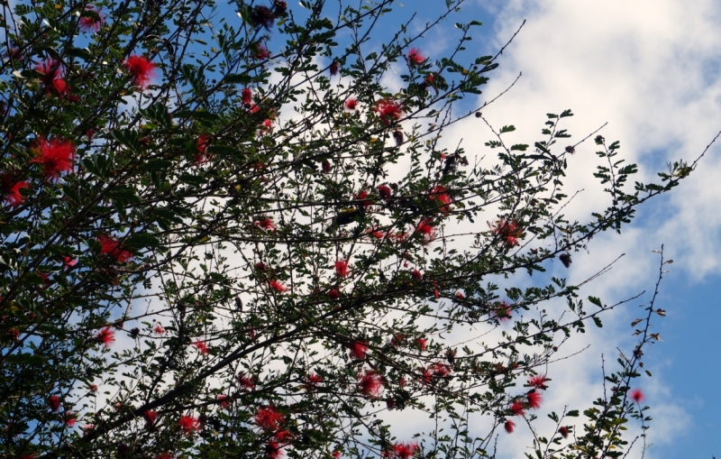 Перворазники на Карибах: круиз на P&O Ventura