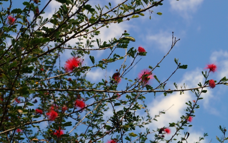 Перворазники на Карибах: круиз на P&O Ventura