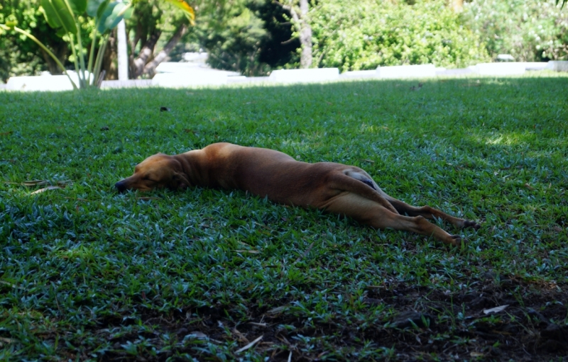 Перворазники на Карибах: круиз на P&O Ventura