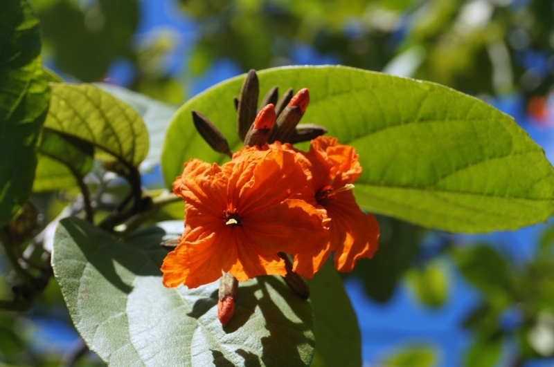 Перворазники на Карибах: круиз на P&O Ventura