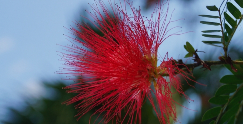 Перворазники на Карибах: круиз на P&O Ventura