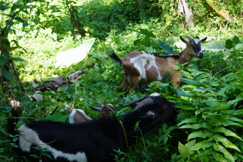 Перворазники на Карибах: круиз на P&O Ventura