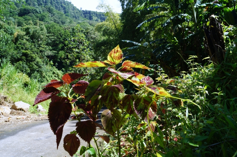 Перворазники на Карибах: круиз на P&O Ventura