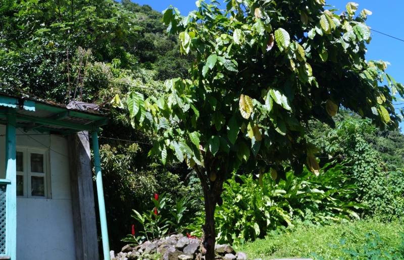 Перворазники на Карибах: круиз на P&O Ventura