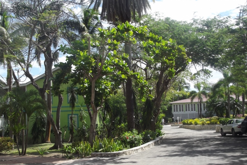 Все острова давным-давно открыты: трансатлантика Costa Fortuna на Карибы, декабрь 2014