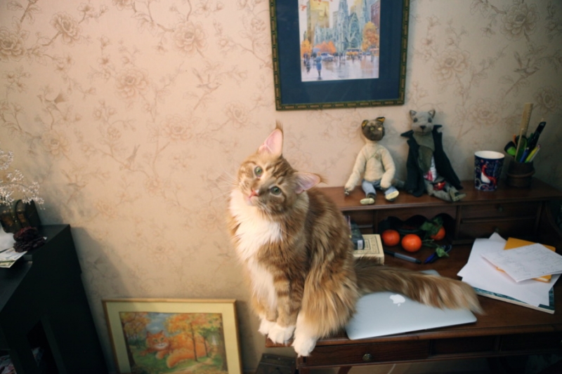 Поговорим о кошках31