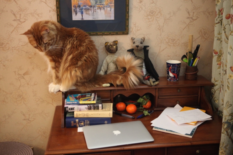 Поговорим о кошках31