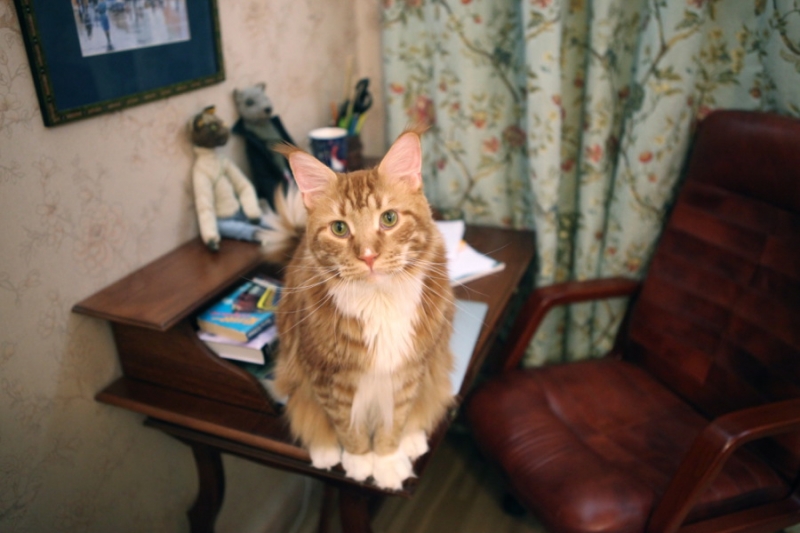 Поговорим о кошках31