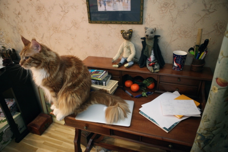 Поговорим о кошках31