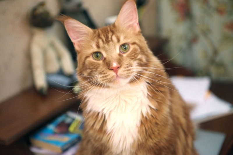 Поговорим о кошках31