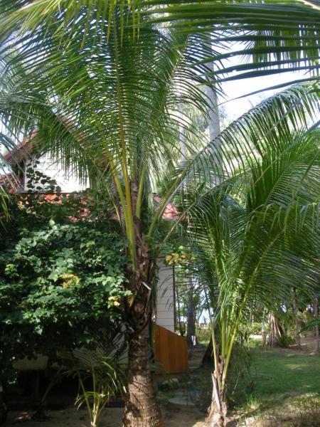 Тай-Ко Ланта дек 2014