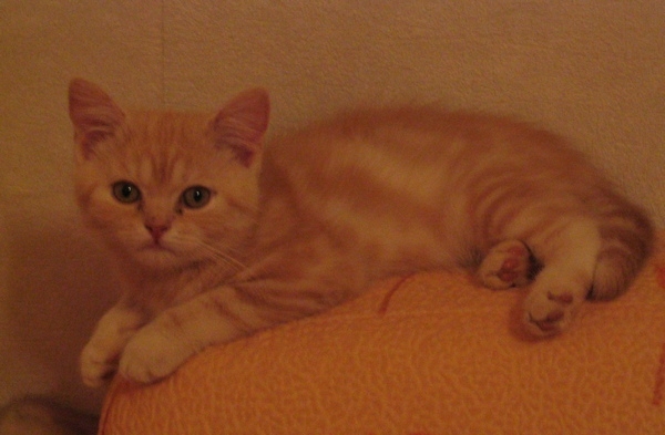 Поговорим о кошках31