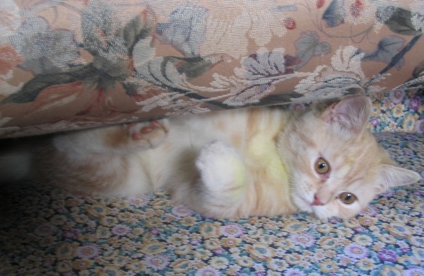 Поговорим о кошках31