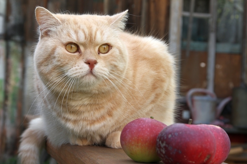 Поговорим о кошках31