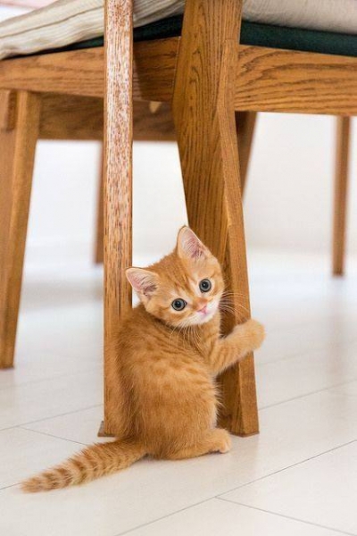 Поговорим о кошках31