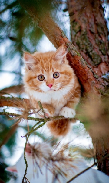 Поговорим о кошках31