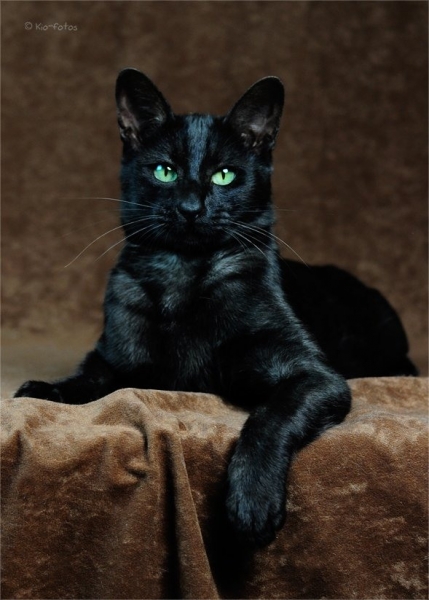 Поговорим о кошках31