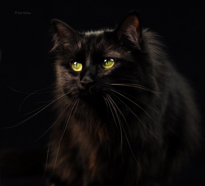 Поговорим о кошках31