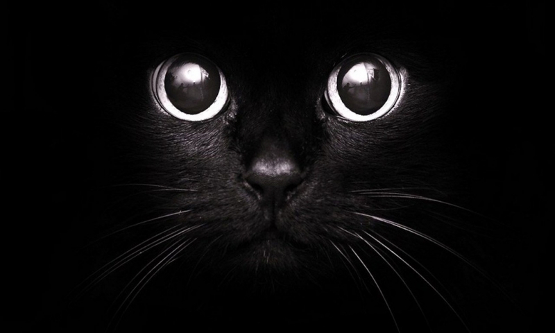 Поговорим о кошках31