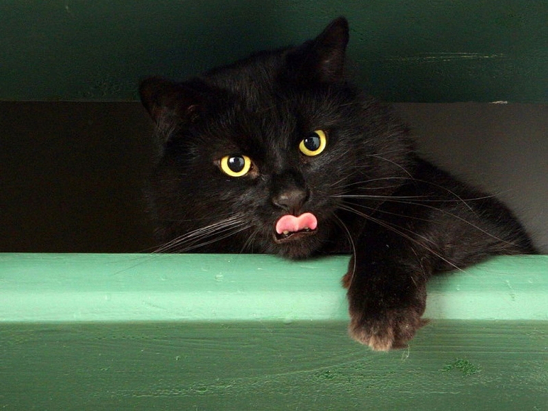 Поговорим о кошках31